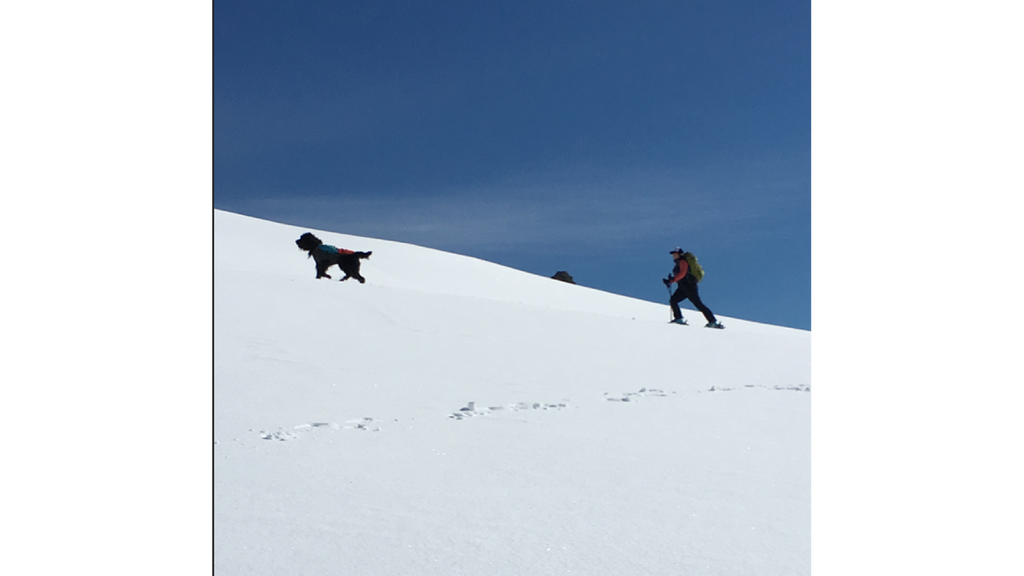 julz ski touring with badger the dog