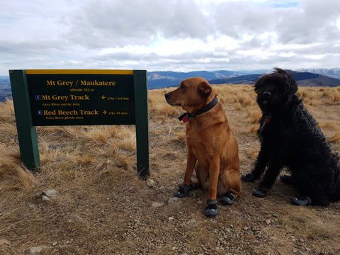 mountain dog