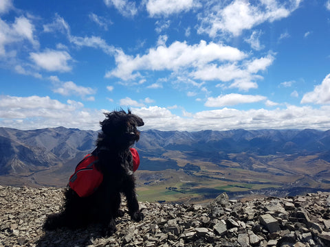 craigeburn trail dog nz