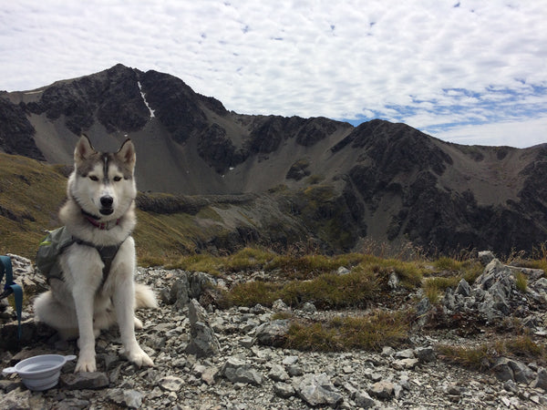 Dog up a mountain