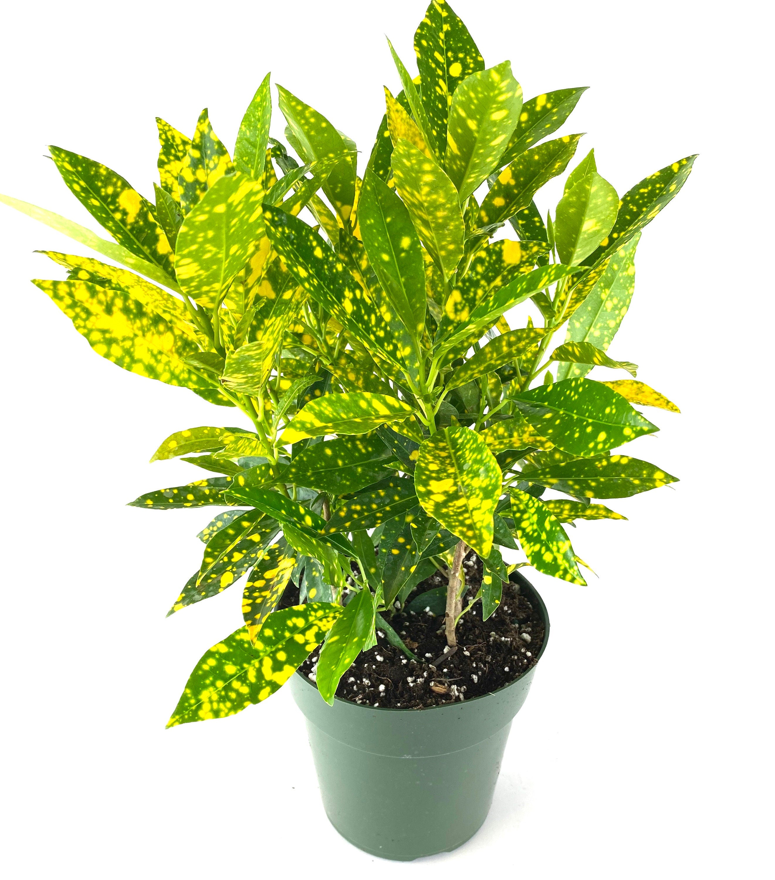 Croton Dust, Live Tropical Plant or Outdoor – Farms