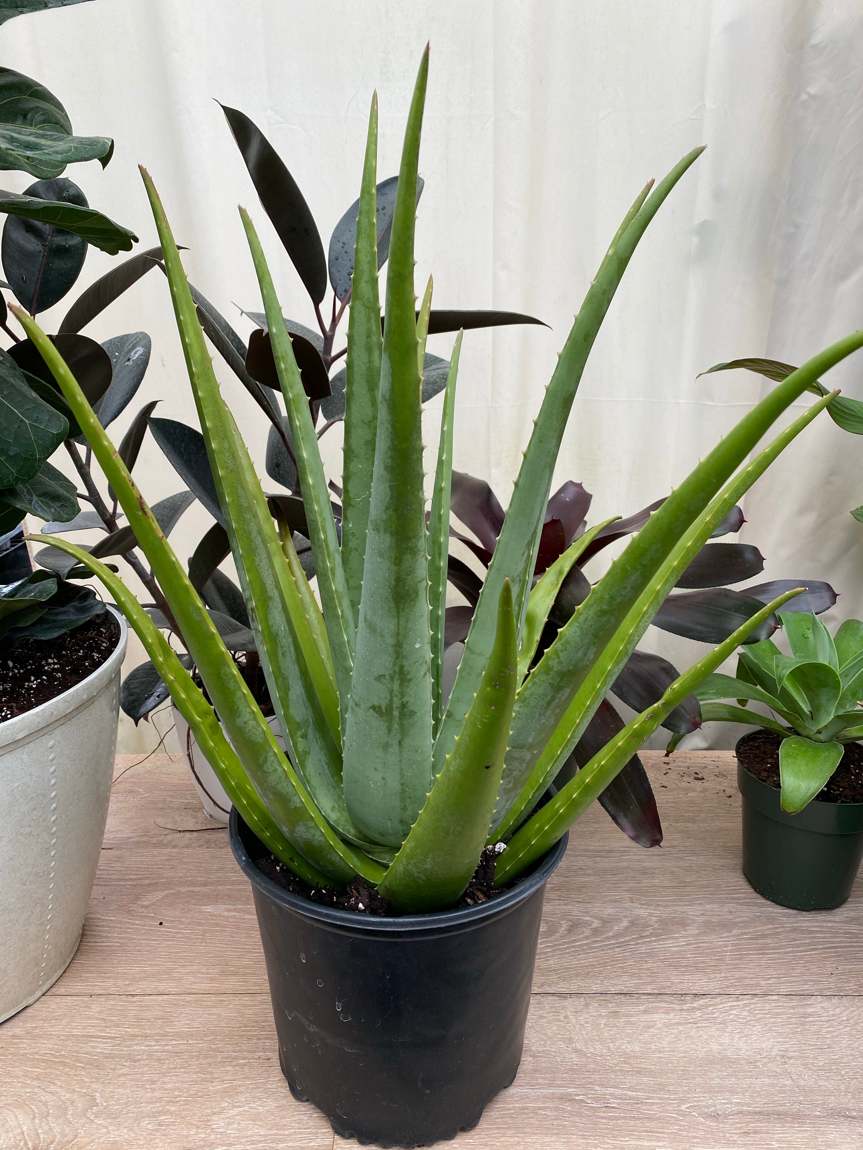 Positief Vooraf Ontdek Cactus Aloe Vera Plant – Eureka Farms