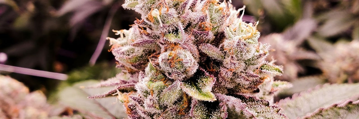 ice cream cake strain grow info