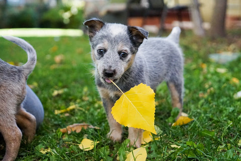 LeisureEase, LLC Blog, Dealing with your dog's chewing habits. Small gray dog chewing on leaf in garden.