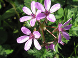 3 Purple filaree flower