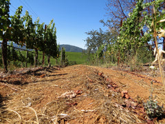 Counoise vineyard section