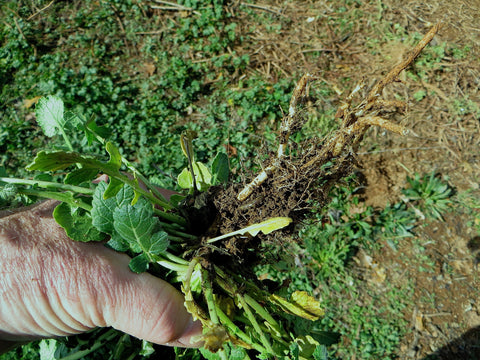 A hand pulled weed