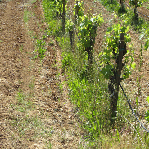 Vineyard view with weeds in vine row.