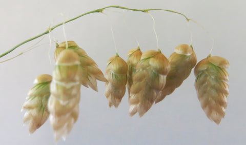 rattlesnake grass pods that look like rattlesnake tail.