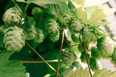 Home brew beer hops growing organically