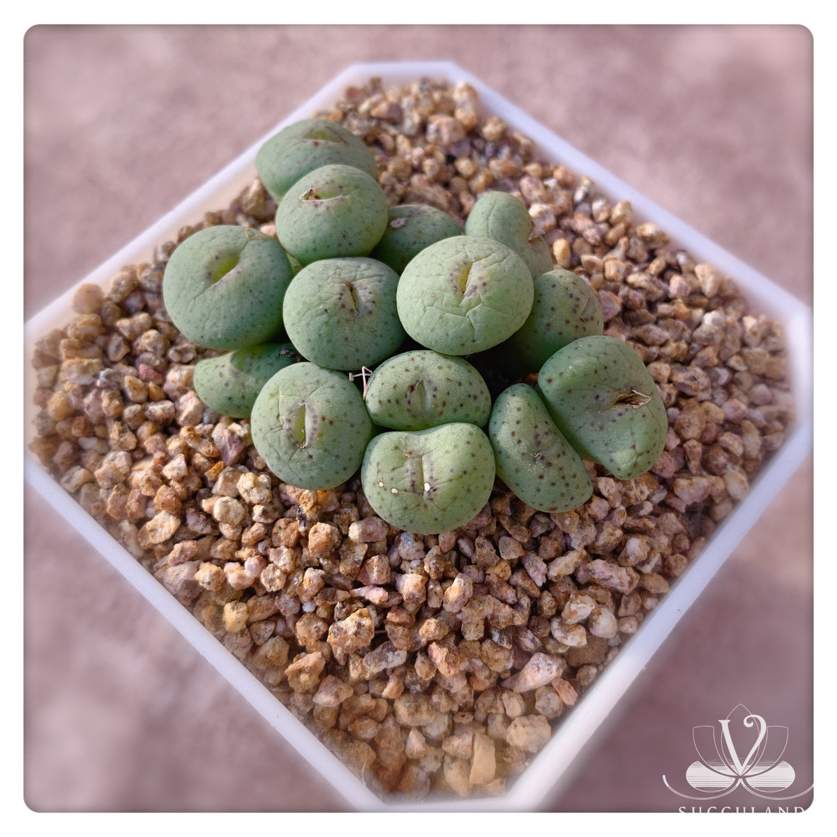 多肉植物コノフィツム conophytum youngii TL 実生2 - 観葉植物