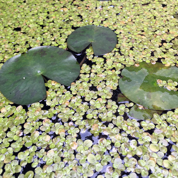 Lily pads and duckweed in a roadside pond garden. Taiwanese are avid gardeners, no matter how limited the space. (Christine Lin/Yun Boutique)