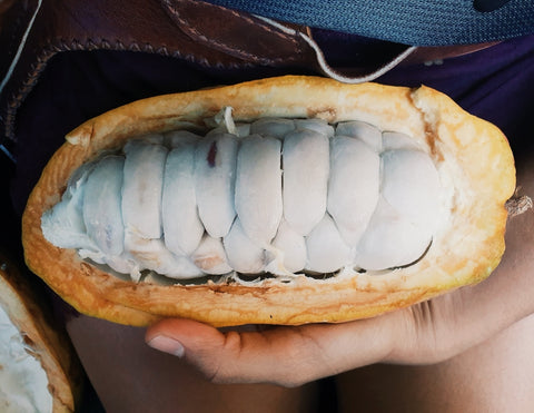 cocoa pod bean