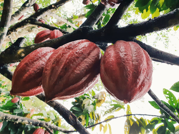 cacao tree