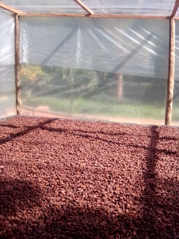 cacao beans drying