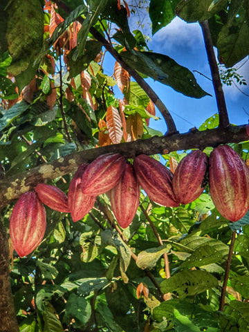 Ripe cacao ready for harvest.