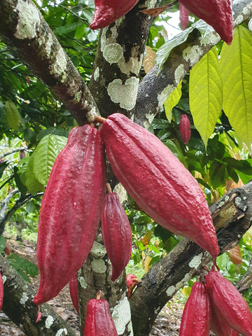 cacao plant