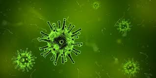 Gut Health Microbes