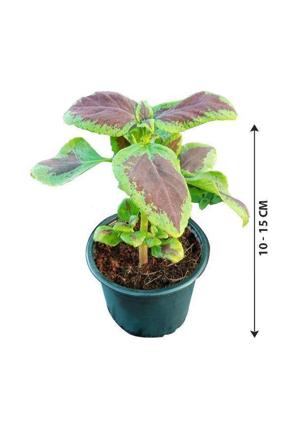 are coleus plants poisonous to cats and dogs