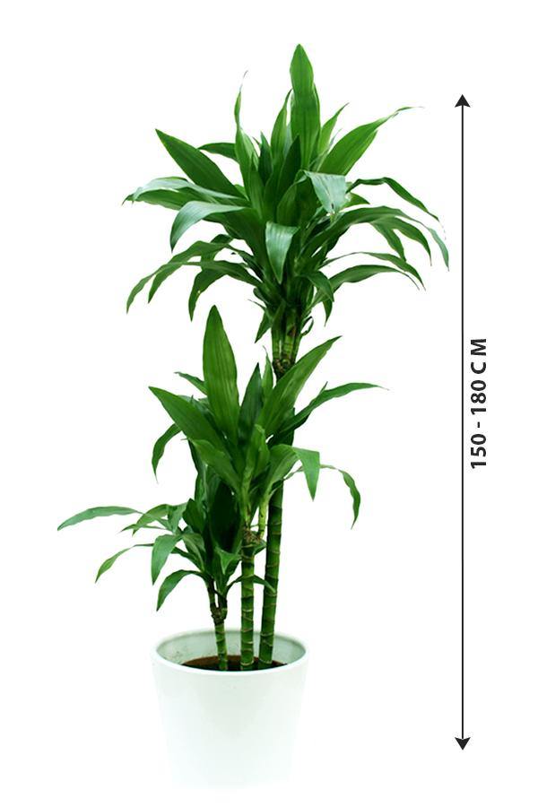 dracaena janet craig plant