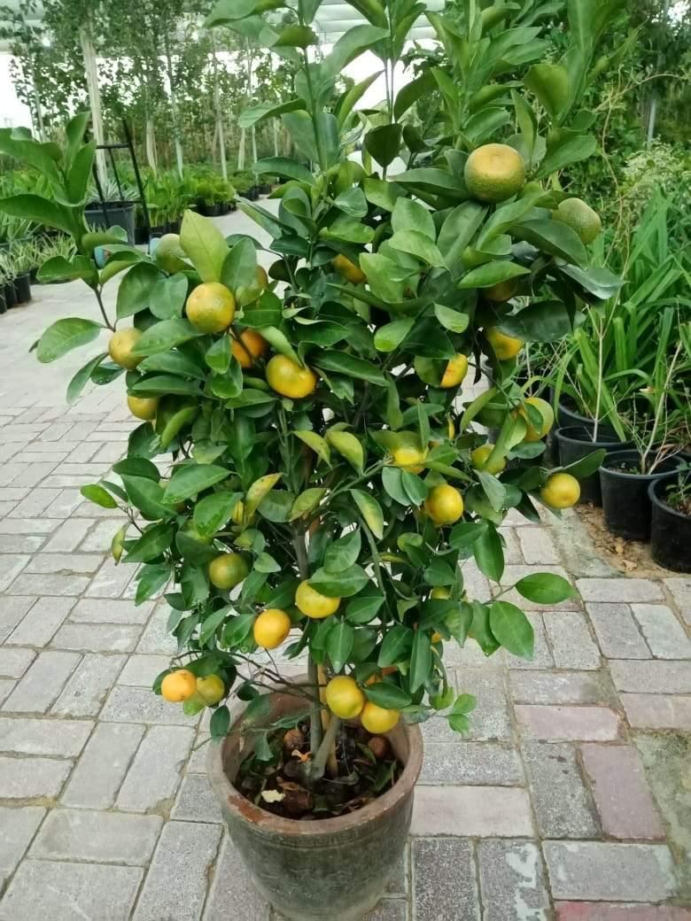 are lemon trees safe for dogs