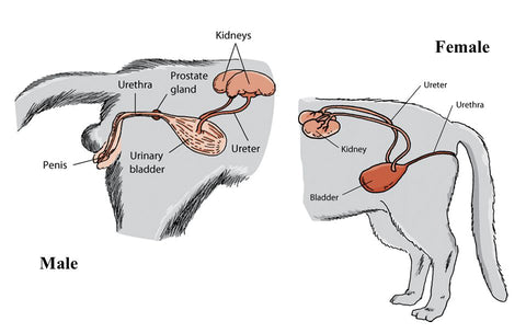 Feline Urinary System - Male and Female