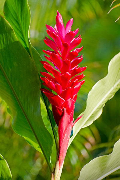 Red Ginger Blooms Of Hawaii