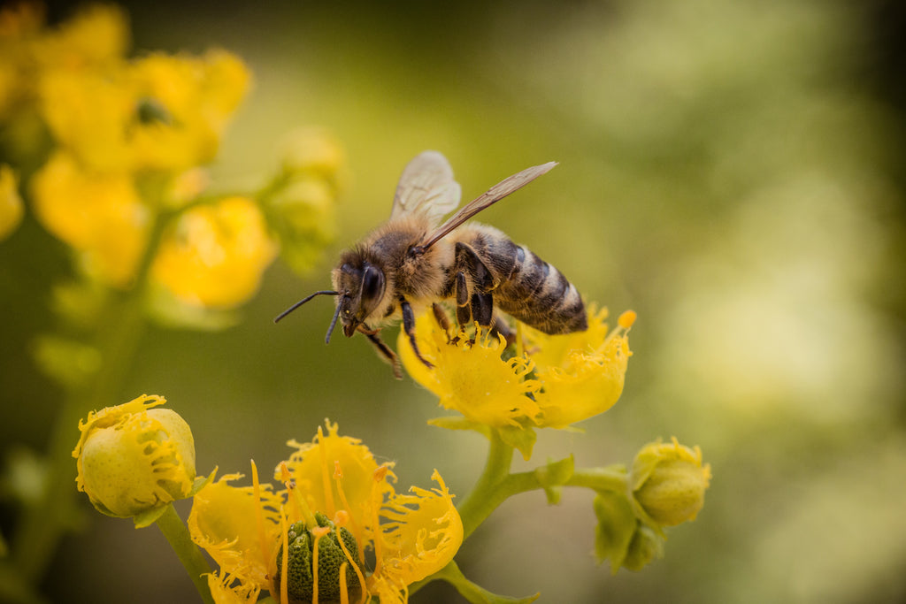 Raw Honey contains bee pollen