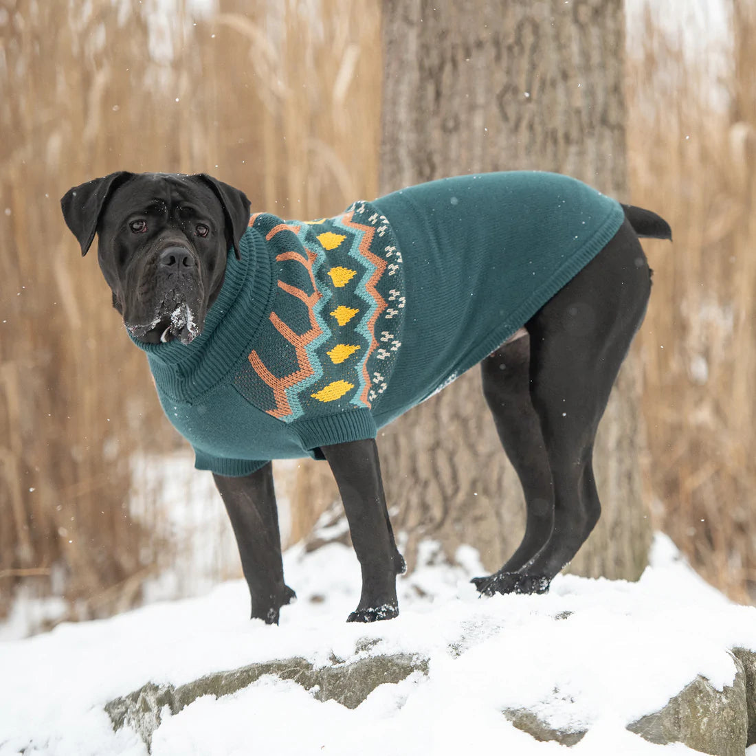 GF PET Heritage Sweater - Teal
