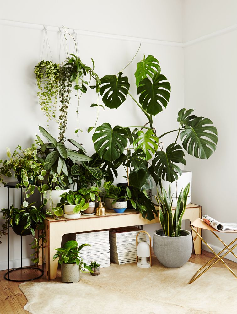 Plant Style: How To Greenify Your Space Book