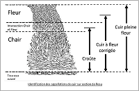 Radermecker Le cuir pleine fleur