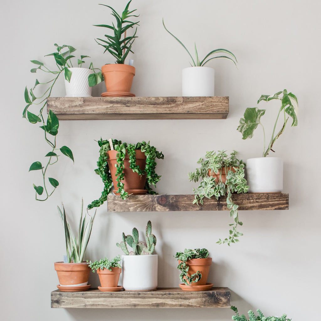 Floating shelves with plants Idea