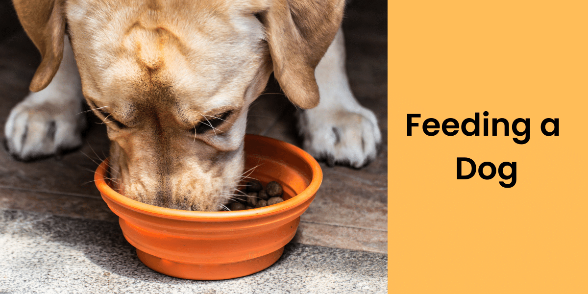 why do dogs suddenly stop eating