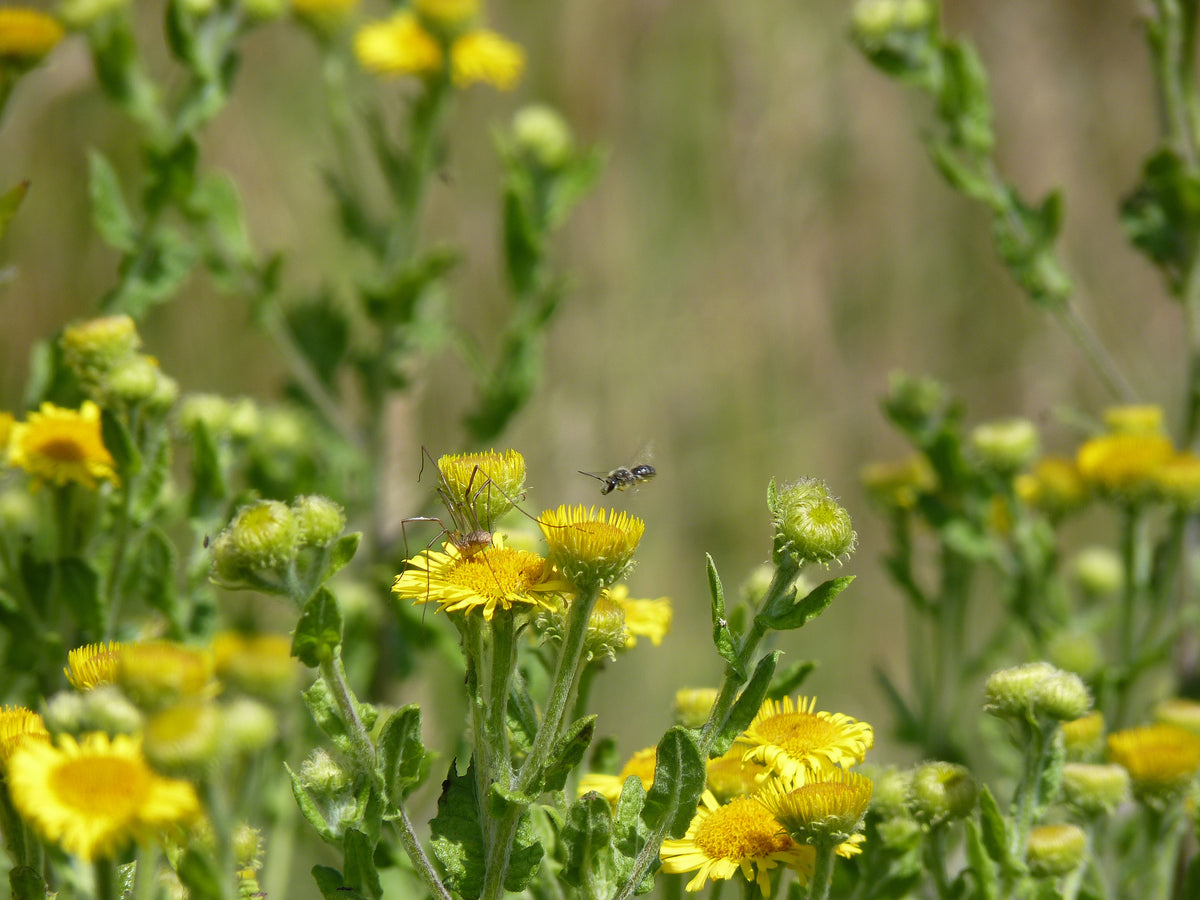 common fleabane