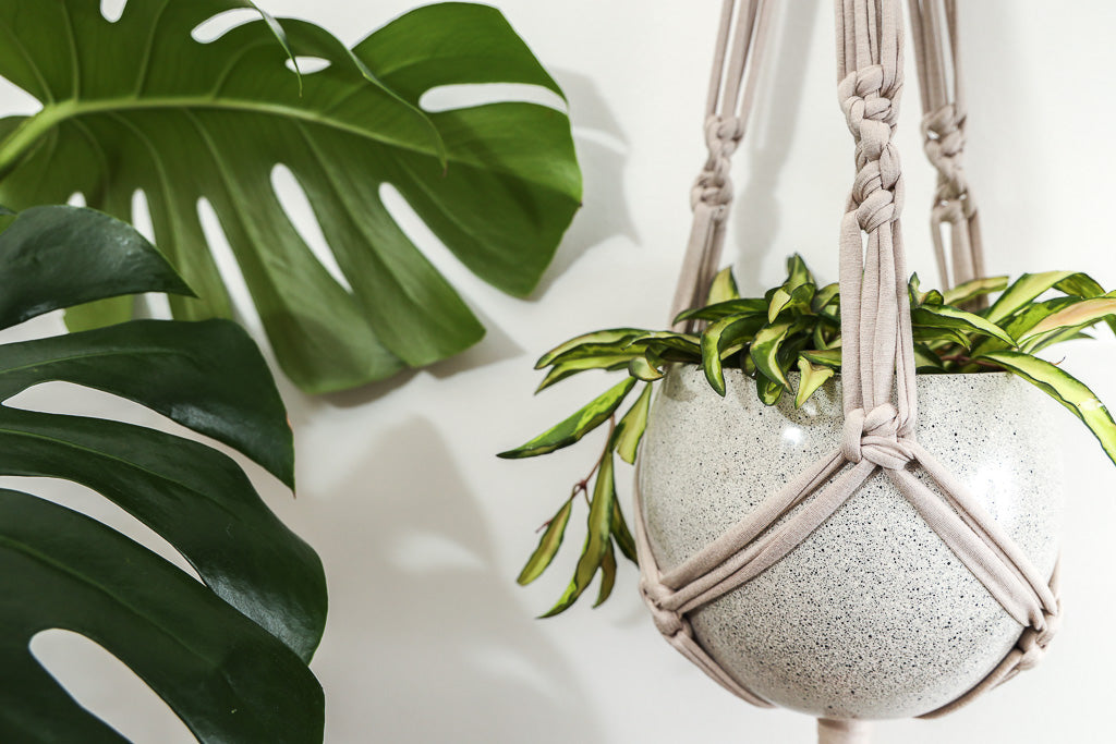 8 Plants & Plant Hanger Ideas Hotpinkhangers