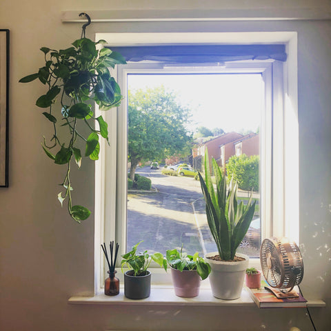 My Window at home with four plants. It's a south facing window