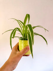 Spider plant in a lime green pot