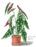 Watercolour image of a polka dot begonia