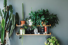 A shelf of plants, a fern, some pots and a cactus
