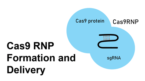cas9 rnp formation and delivery
