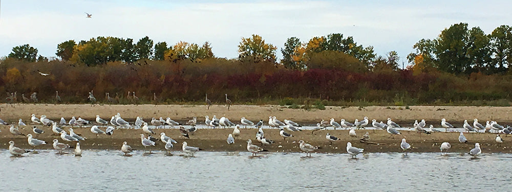 Cranes along the South Saskatchewan River