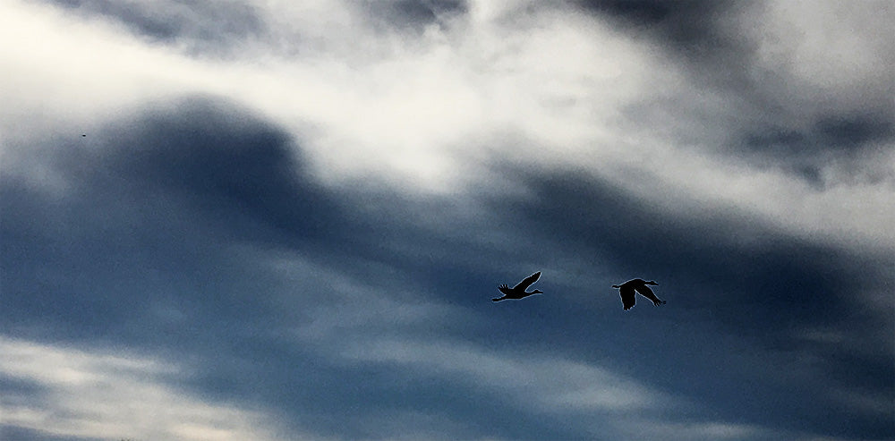Sandhill cranes flying over Saskatchewan