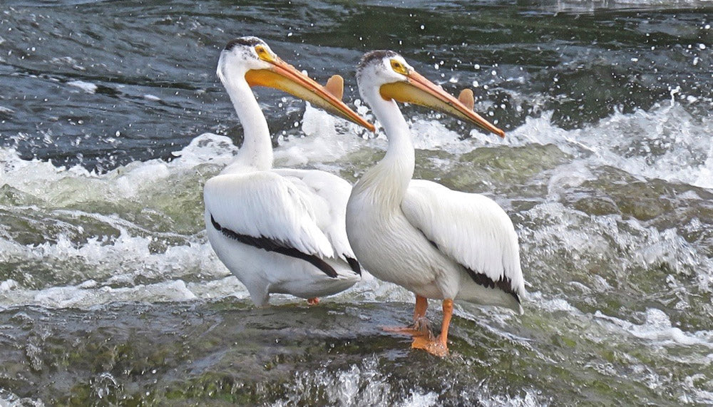 American white pelicans standing on a rock by a river
