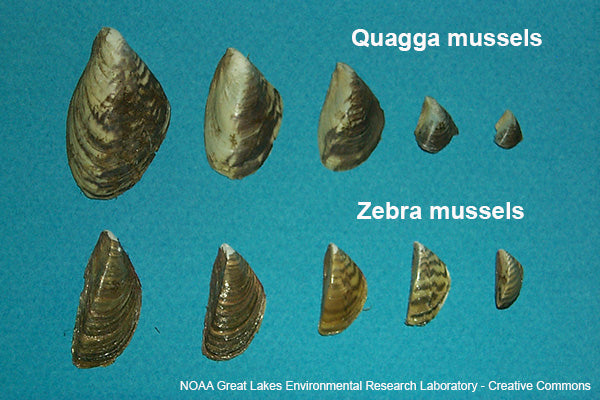 quagga and zebra mussels