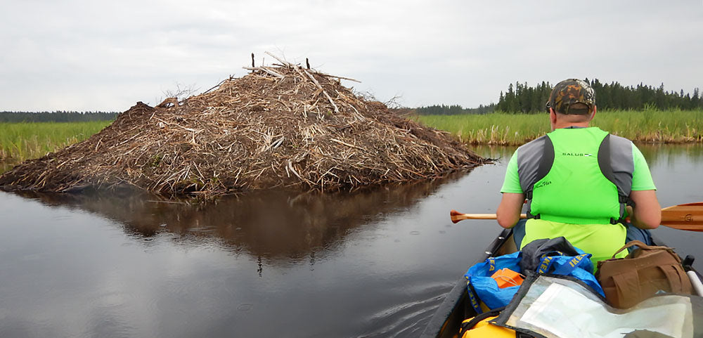 huge beaver lodge on Trappers Creek saskatchewan 