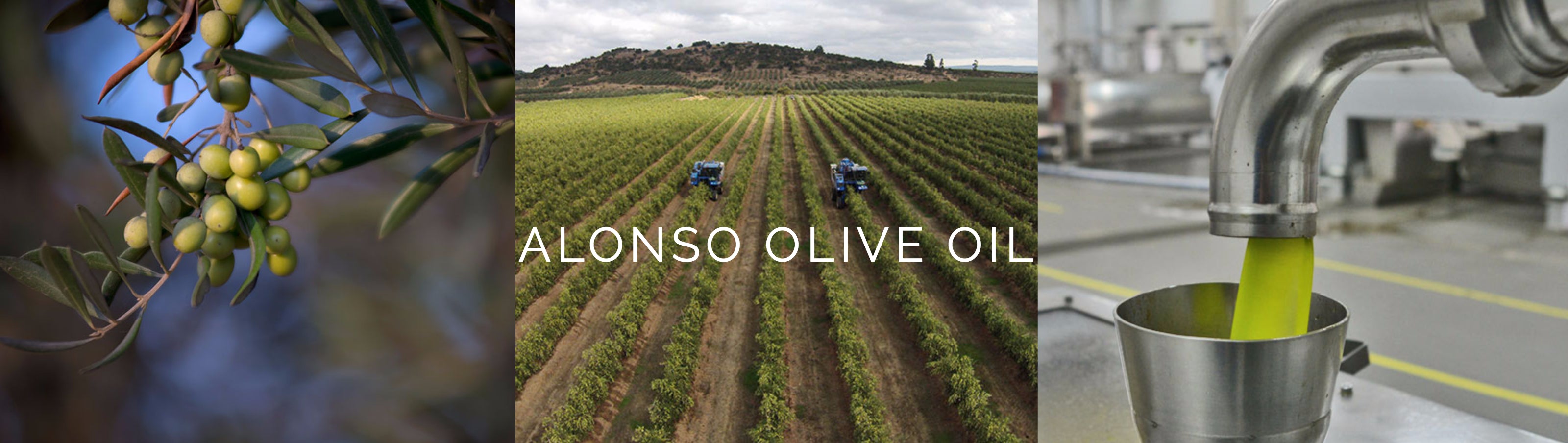 Alonso Olive Oils