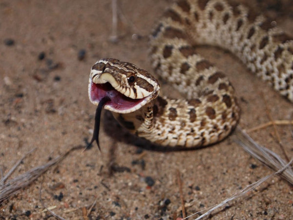 Baby hognose snake plays dead so well, baby