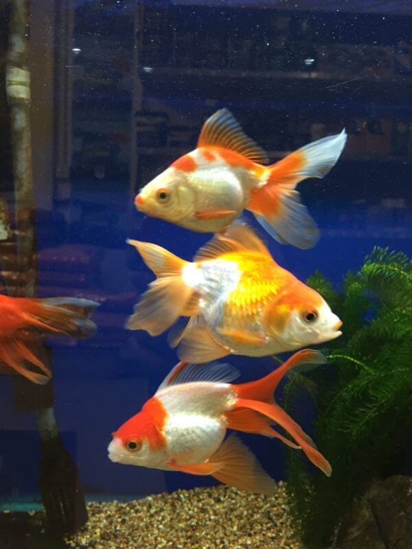 Guide To Caring For Goldfish – naturalworldpets