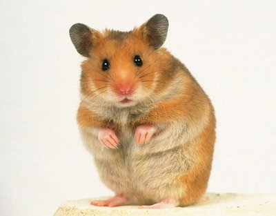 Golden hamster, Diet, Habitat & Lifespan