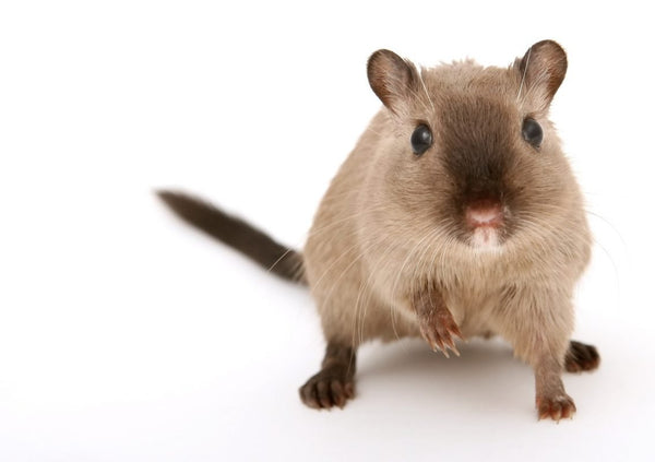 Guide To Caring For Syrian Hamsters – naturalworldpets